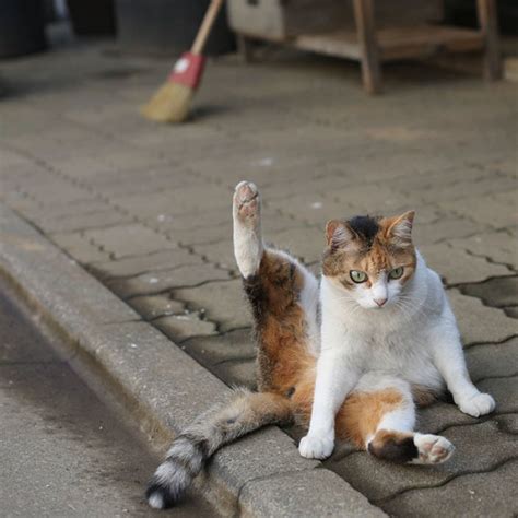 Japanese Photographer Captures Playful Photos Of Tokyos Stray Cats
