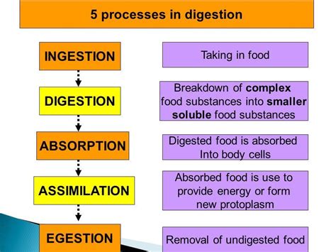 Difference Between Digestion And Assimilation And Ingestion