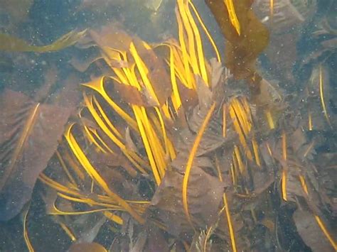 New Species Of Kelp Called The Golden V Youtube