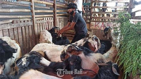 Omzet Penjualan Hewan Kurban Menurun Hingga Persen Tribun Bali Com