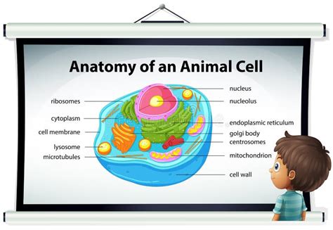 Grafico Che Mostra Anatomia Della Cellula Animale Illustrazione
