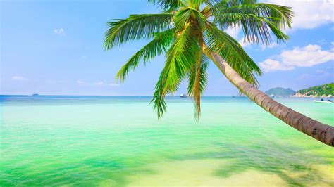 Fresh Sea Coconut Trees Sky Natural Landscape Desktop Wallpaper