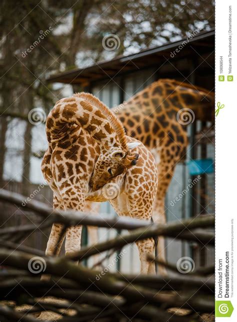 Funny Young African Giraffe Child Twisted His Neck For
