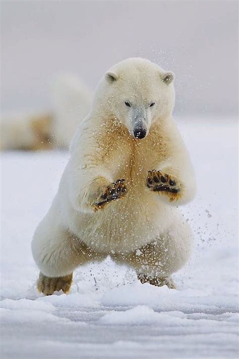 Polar Bear Jumping Polar Bear Animals Bear