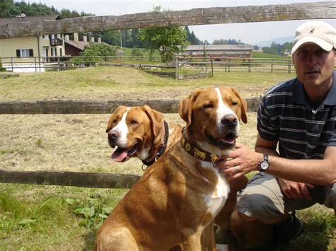 Red Greater Swiss Mountain Dog Mans Best Friend Best Friends Great