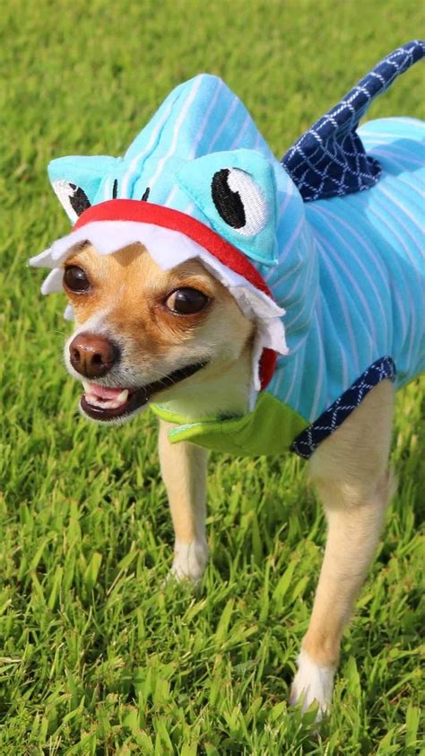 Best Chihuahua Halloween Costumes Diy Ideas Cute And Funny Puppy And Dogs