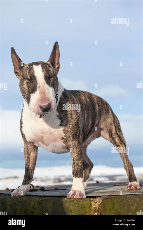 Are English Bull Terriers Pit Bulls