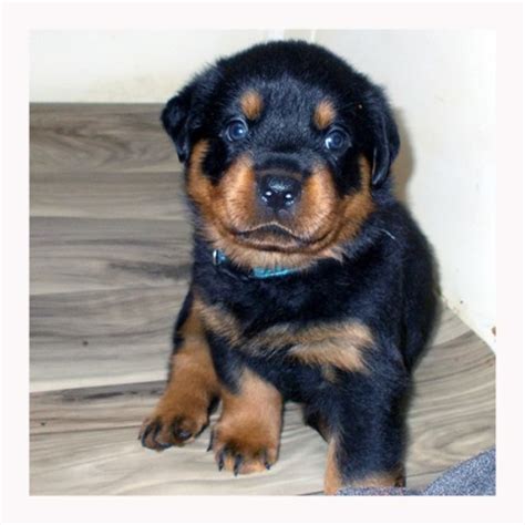 Our rottweiler puppies for sale can be shipped to the following states: Rottweiler puppy dog for sale in Tucson, Arizona