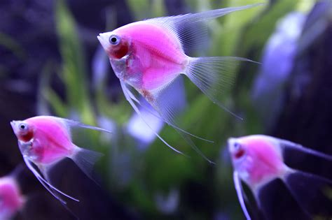 How To Pick And Care For Pet Fish Wishforpets