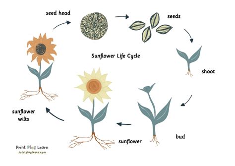 Sunflower Life Cycle Poster Printable Teaching Resources Print Play