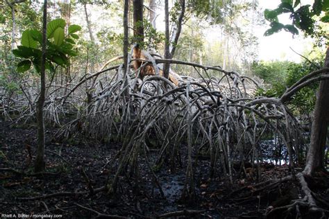 Mangrove Roots In Gabon