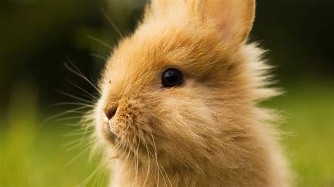 Cute Bunnies Wallpaper 65 Images