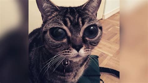 Gimo The Cat With The Biggest Eyes Ever Raww