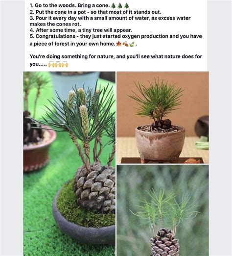 How To Grow A Pine Tree Seedling