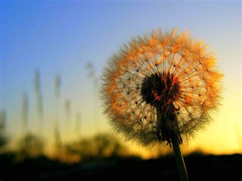 Dandelion Desktop Wallpapers Top Free Dandelion Desktop Backgrounds