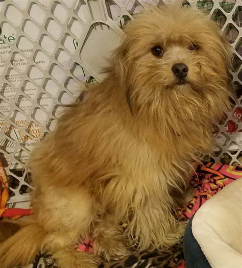 It's known for its hypoallergenic coat and affectionate, loving, and gentle nature. Maltipoo dog for Adoption in Blaine, MN. ADN-430598 on ...