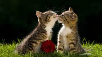 Kissing Kittens Webshots Best Desktop 猫 かわいい