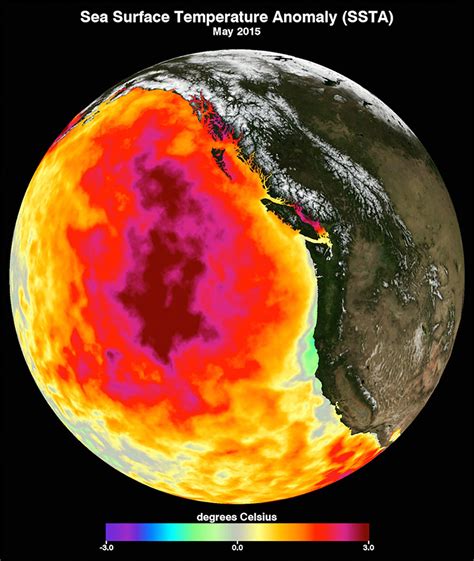 Marine Heatwaves Responsible For The Destruction Of Marine Ecosystems