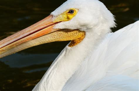 Beady Eye American White Pelican At Feeding Time Looking F Flickr