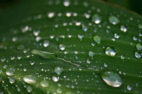 Dew Rain Leaf Water Free Photo On Pixabay Pixabay