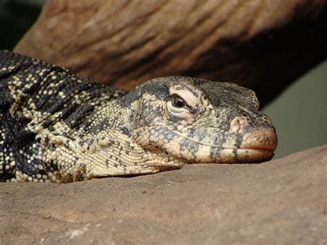 Common Water Monitor Free Photo Download Freeimages