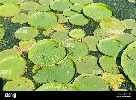 Huge Floating Lotusgiant Amazon Water Lilyvictoria Amazonia Stock