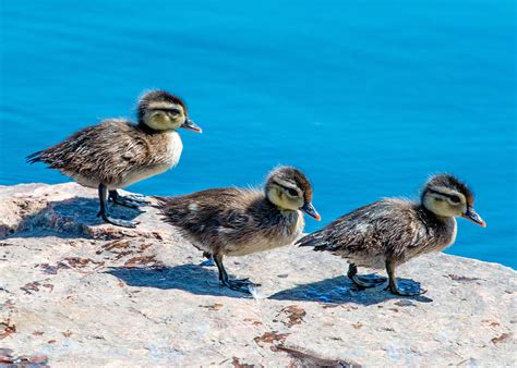 Wood Duck Ducklings Photograph By Dawn Key