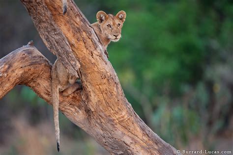 Lion Cub In A Tree Burrard Lucas Photography