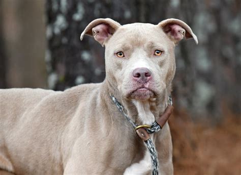 Tan Female Pitbull Terrier Mix Dog Rescue Pet Adoption Photography