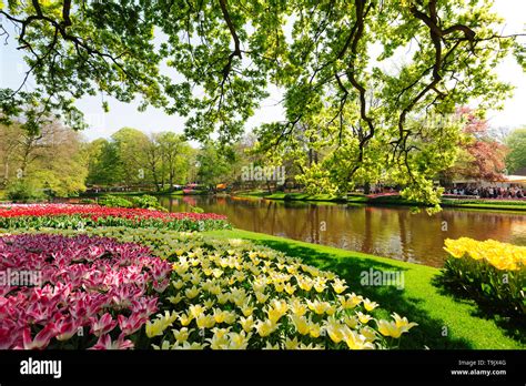 Keukenhof Lisse Netherlands 21 April 2019 Luxury Flowerbeds In