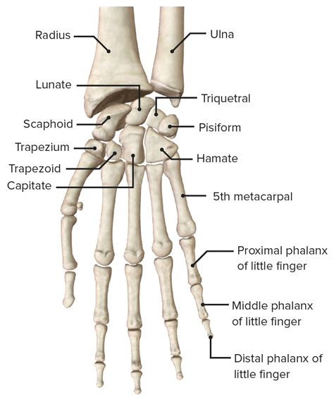 Hand Knochen Muskulatur Innervation Funktion Lecturio