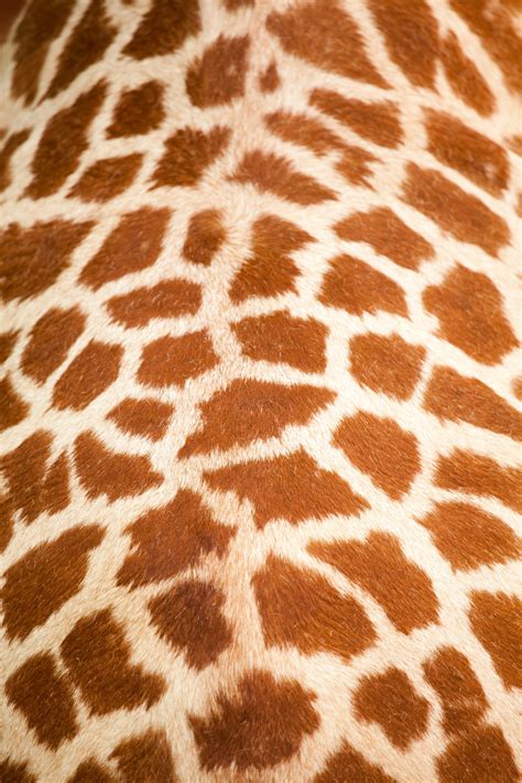 Giraffe Skin Pattern Free Stock Photo Public Domain Pictures