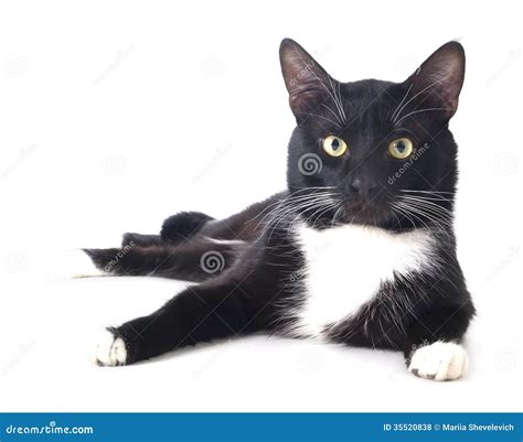 Black Cat In The Hat Royalty Free Stock Photos Image 35520838