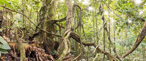 Rainforest Lianas Ecuador Stock Image C0270221 Science Photo