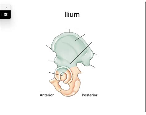 Ilium Anatomy Diagram Quiz