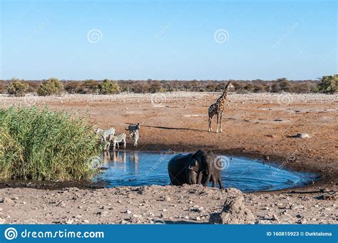 African Animals Hanging Around A Waterhole In Etosha National Park