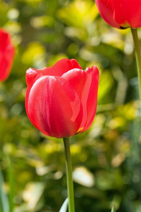 Red Tulip Flower Free Stock Photo Public Domain Pictures