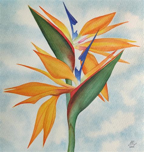 I Painted A Watercolor Bird Of Paradise Flower Rtropicalplants
