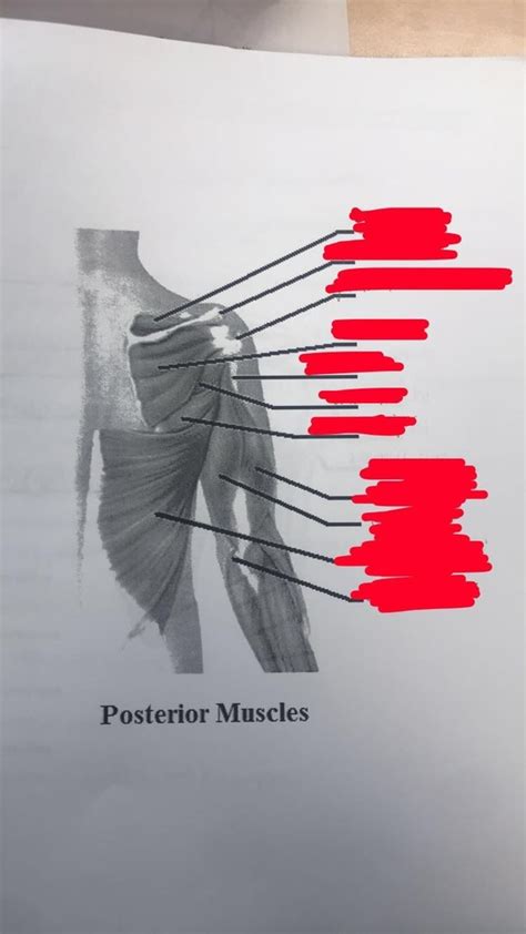 Posterior Muscles Diagram Quizlet