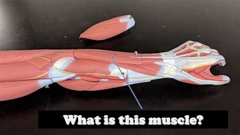 Arm Muscles Anatomy Virtual Practical Exam Muscle Models Youtube