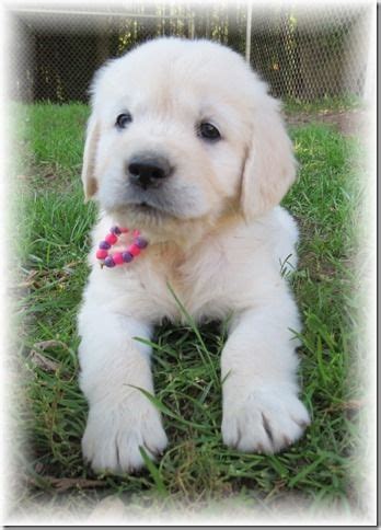 Born january 3rd, available in march. We raise beautiful English Cream Golden Retriever puppies ...