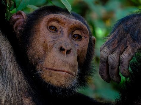 Humanitys Last Common Ancestor With Apes A New Clue Is Revealed Inverse