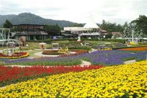 Kampoeng jambu di sini tempatnya buat nongkrong2 asik sama keluarga atau temen2. Cantiknya! Ini Dia Taman Bunga Terbesar di Thailand