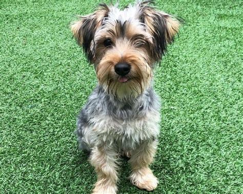 40 Different Exciting Types Of Yorkie Mixes K9 Web