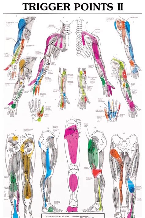 Pin By Lcrc On Ongoing Trigger Points Trigger Point Therapy Acupressure Free Nude Porn Photos