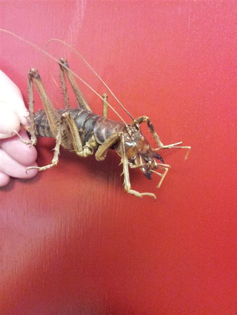 Australian King Cricket Cricket Insects Arachnids