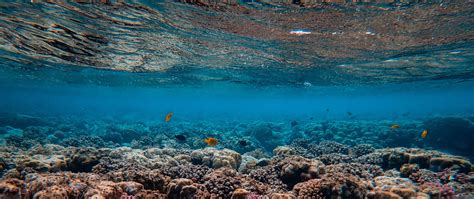 Clean Water For Reefs Coral Reef Alliance