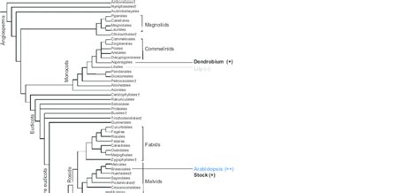 Angiosperm Phylogeny Group Iii Apg Iii System Of Flowering Plant And