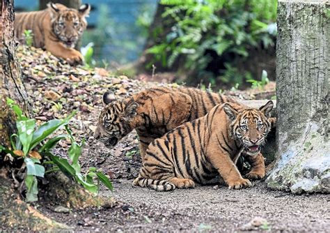 Flagging off the malayan tiger run 2019 this morning @wwfmy @katsmalaysia lementerian air, tanah dan sumber asli #selamatkanharimaumalaya pic.twitter.com/hopqxz5gxe. DBKL gives RM360,000 for tiger cubs and mother's upkeep ...