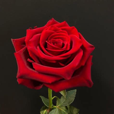 Red Roses Florca